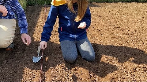 How to grow your own parsnips