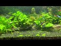Relaxing Aquarium Fish & greenNot sound