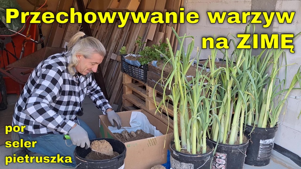Jak przechować świeże WARZYWA na ZIMĘ. Zbiory selera, pora, pietruszki przygotowane w piasku do zimy