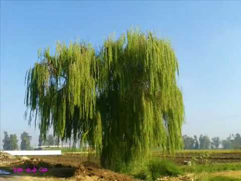 عالتوتة والساقية وطبيعة ميت طريف