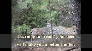 Can you read deer's body language?