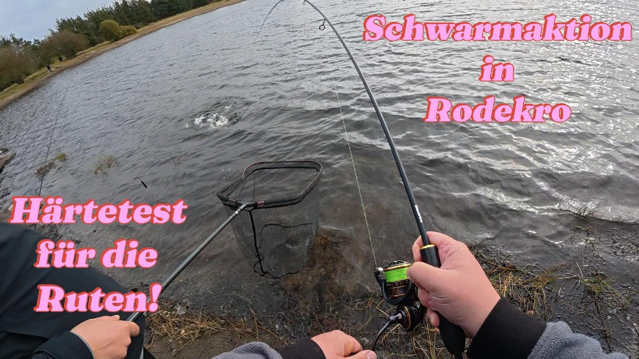 Rodekro Fiskepark, Forellenangeln in Dänemark auf einem anderen Level kampfstarke Fische überall!!!