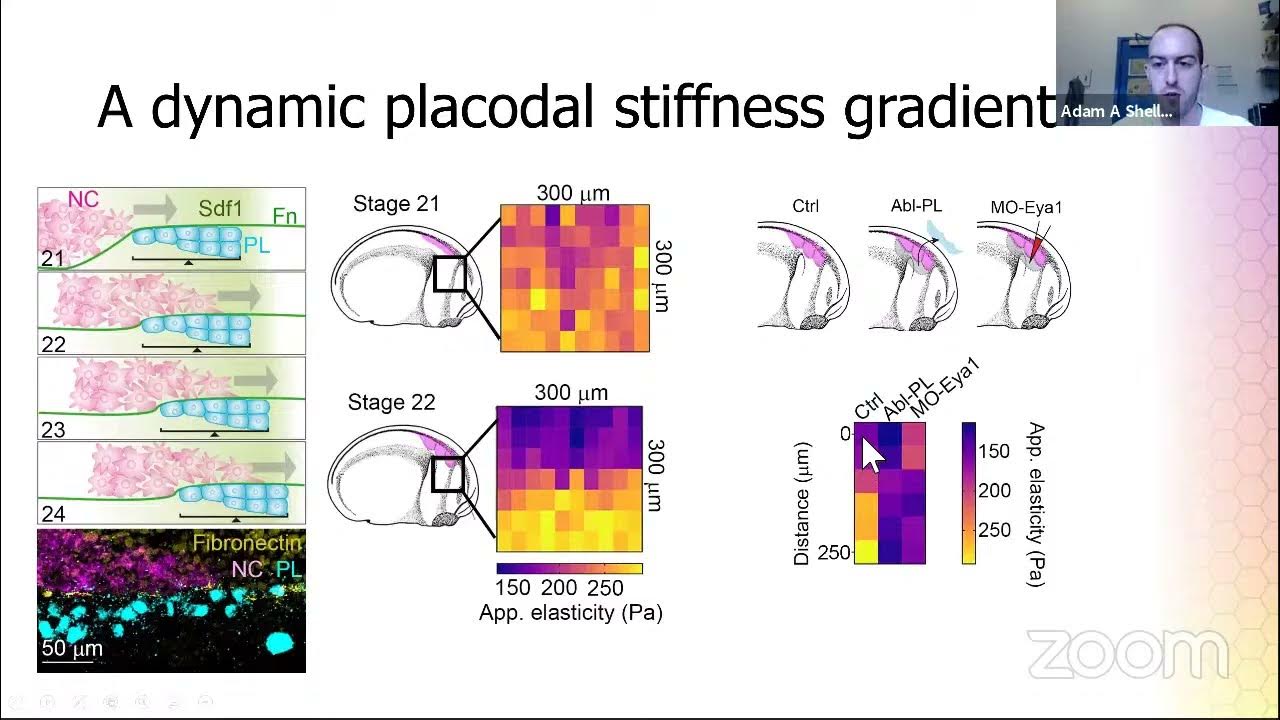Cell Migration Seminars 44 Alberto Elosegui Artola YouTube