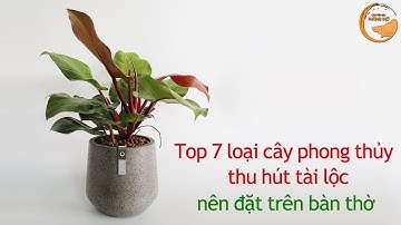 Top 7 Loại Cây Phong Thủy Thu Hút Tài Lộc Nên Đặt Trên Bàn Thờ | Chuyên Gia Phòng Thờ Vietnamarch