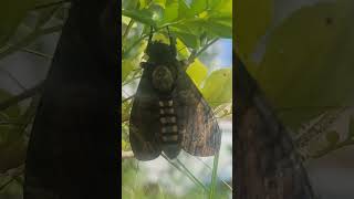 មេអំបៅយក្ស ខ្លួនធំជាងស្លាប The Giant Butterfly #butterfly #gardening