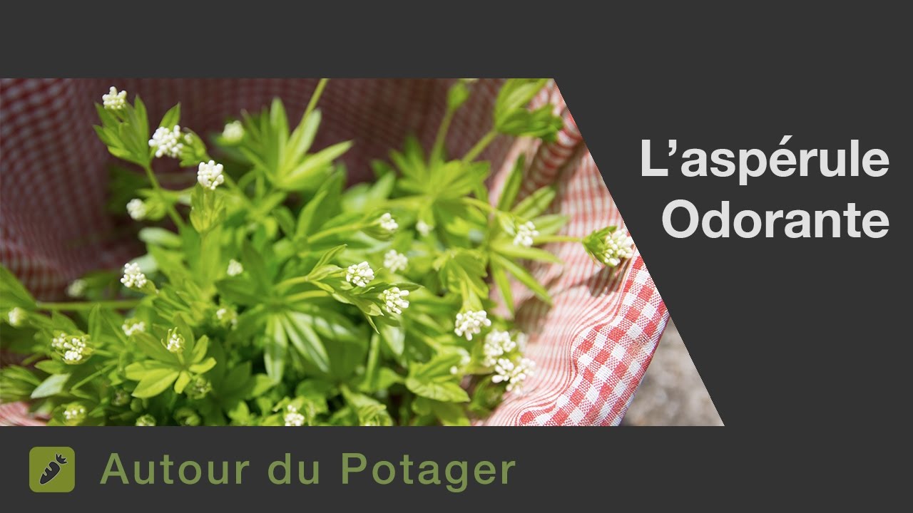 L'aspérule odorante, culture, récolte et liqueur