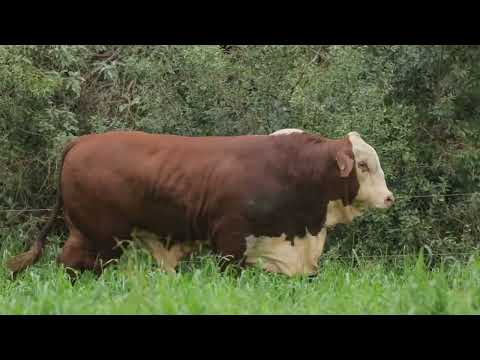 LOTE 84 - FIV161