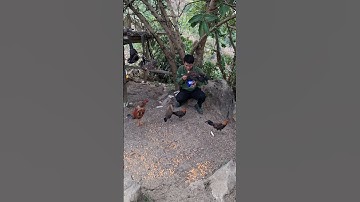 Hlau youtube pub qaib qus lom zem heev li nawb.cho đàn gà rừng tơ ăn sâu