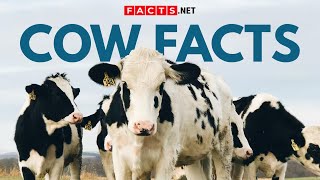 Cow Facts Beyond Your Milk Carton by Facts Net 5,146 views 2 years ago 13 minutes, 19 seconds