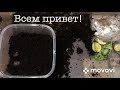 ВИНОГРАДНЫЕ УЛИТКИ ХЕЛИКС Aspersa Muller в СПЯЧКЕ! Укладываю СПАТЬ!