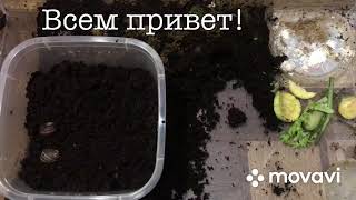 ВИНОГРАДНЫЕ УЛИТКИ ХЕЛИКС Aspersa Muller в СПЯЧКЕ! Укладываю СПАТЬ!