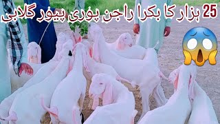 راجن پوری گلابی بکرے ۔7. ماہ والے ۔Bakra Eid 2021 Ainmal Goat farming 03368056786..03487174265.