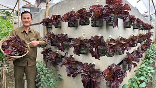 Growing Vegetables On The Wall: Creating A Mini Vegetable Garden At Home