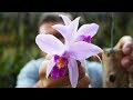 Laelia anceps  orchideen pflege leicht gemacht