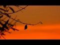 extremely powerful morning mantra to start the day 432hz om shri anantaha