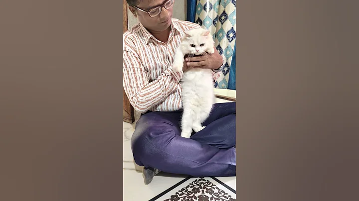 Video 11300431: persiancat cat kitten pets, persiancat cute pets cat, persiancat white cat kitten, persiancat cat pets animals, persiancat cat love