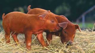 Here are the MOST common Main Breeds of Pigs in Kenya. Large White, Landrace, Duroc and Hampshire.