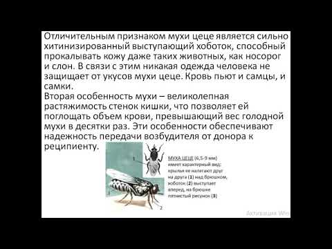 Video: Trypanosoma Evansi -levinneisyys Karjassa Palestiinassa