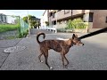 Heartwarming City Walk with My Hound-Like Chinese Rural Dog
