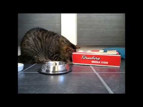 cat แปลว่า Fun box