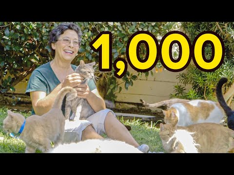 Video: Studie: Kočky nezpůsobují problémy duševního zdraví