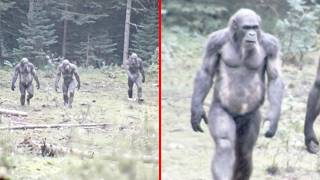 Real Sasquatch Encounters Caught On Camera That Changed Everything