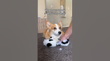 Throwing a dog’s toy away