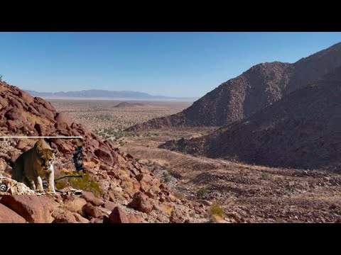 ENCONTRÉ LA CUEVA DEL PUMA