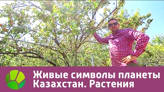 Живые символы планеты. Казахстан. Растения | Живая Планета Живые символы планеты. Казахстан. Растения | Живая Планета