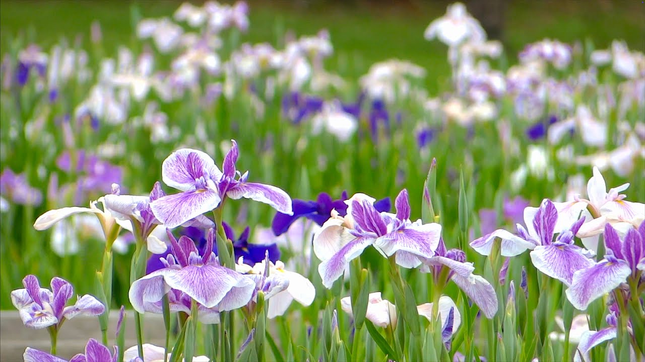 四季の里公園の花しょうぶ 〜2025年6月6日〜 - YouTube