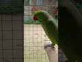 parrot ringneck morning time #birds #parrot #birdsofindia #youtubeshorts #ytshortsindia