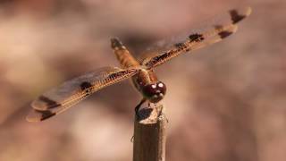 Dragonfly (closer) 2016-05 by BigSea757 320 views 7 years ago 2 minutes