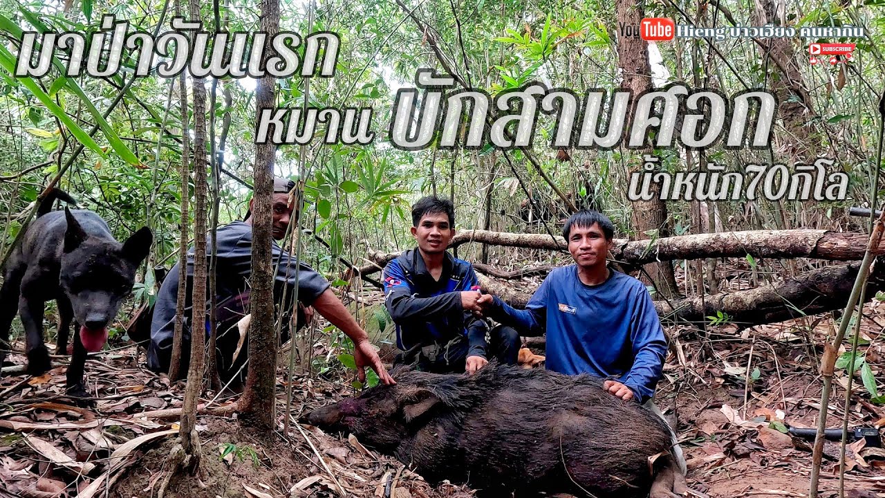 มาป่าวันแรกหมานหมูป่า(บักสามศอก) Hieng บ่าวเฮียง คนหากิน