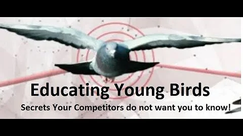 Educating Young birds- Secrets your Top Competitors do not want you to know. - DayDayNews