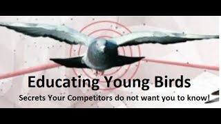 Educating Young birds- Secrets your Top Competitors do not want you to know.
