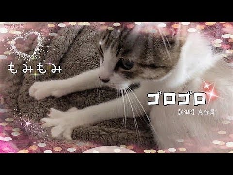 かわいい猫のゴロゴロ音！もみもみ【ASMR】Purring Cat ミーティ