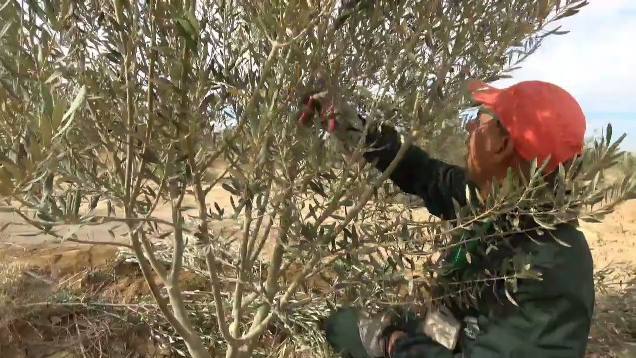 اصلاح أخطاء التكوين الأولي لأشجار الزيتون من منطقة چرسيف 0672661830