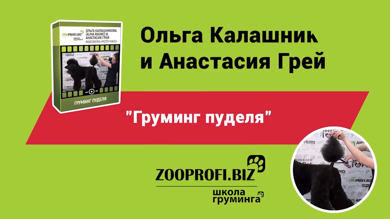 Мастер класс Груминг пуделя. Стрижка пуделя.
