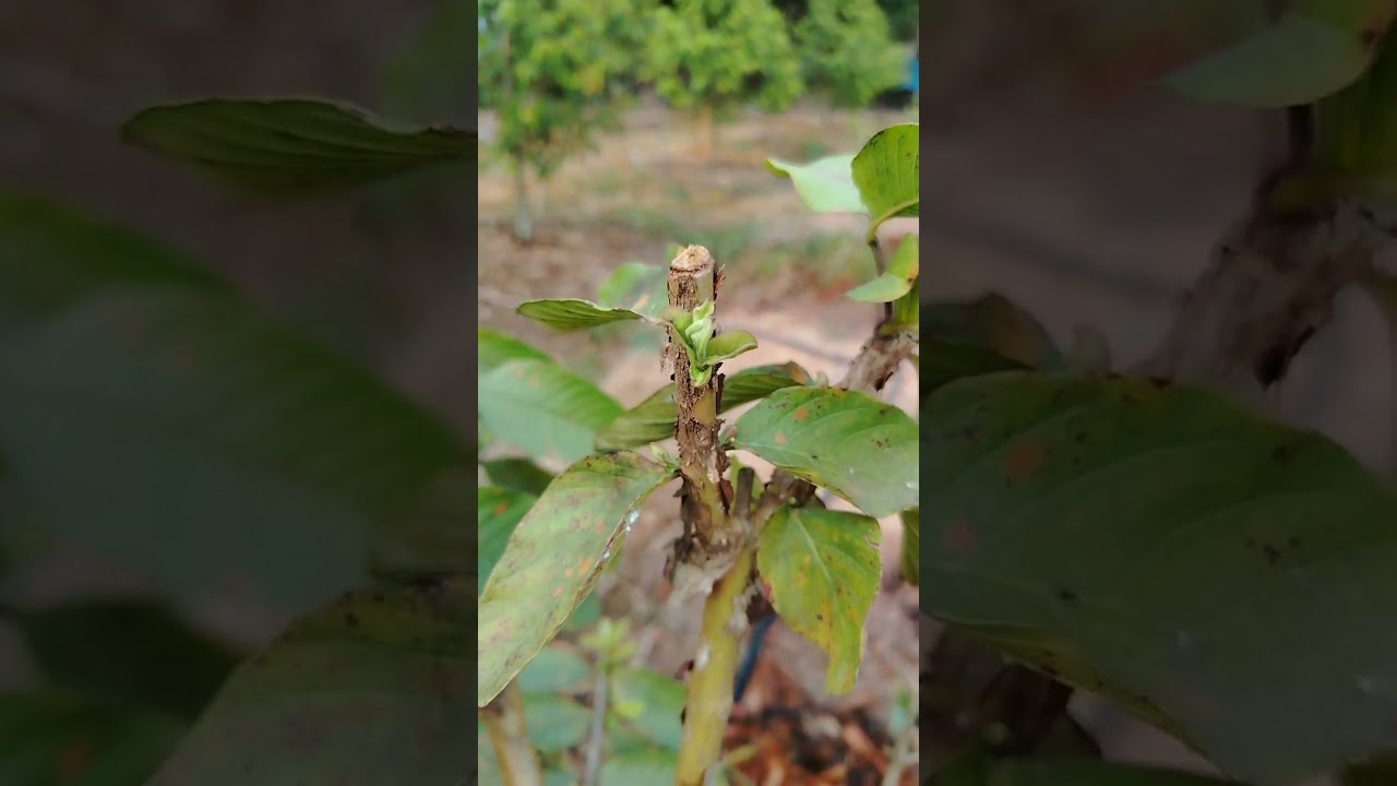 การทำฝรั่ง