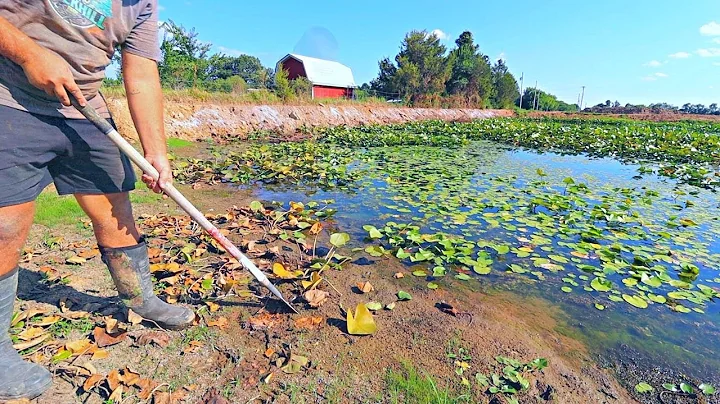 Selando a Barragem do Nosso Lago com Argila de Bentonite e Eliminando as Folhas de Lírio