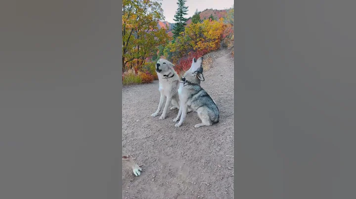 Lark and Kiba | Low Content Wolfdogs