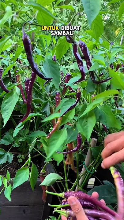 Purple Pepper: Lebih dari Sekadar Warna #dauddwisafar5