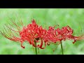 植物多様性を知る・守る・伝える　筑波実験植物園