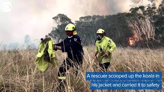 WEB EXTRA: Koala Rescued