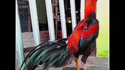 Hmong Oriental Qaib Thai /Asil Bantams