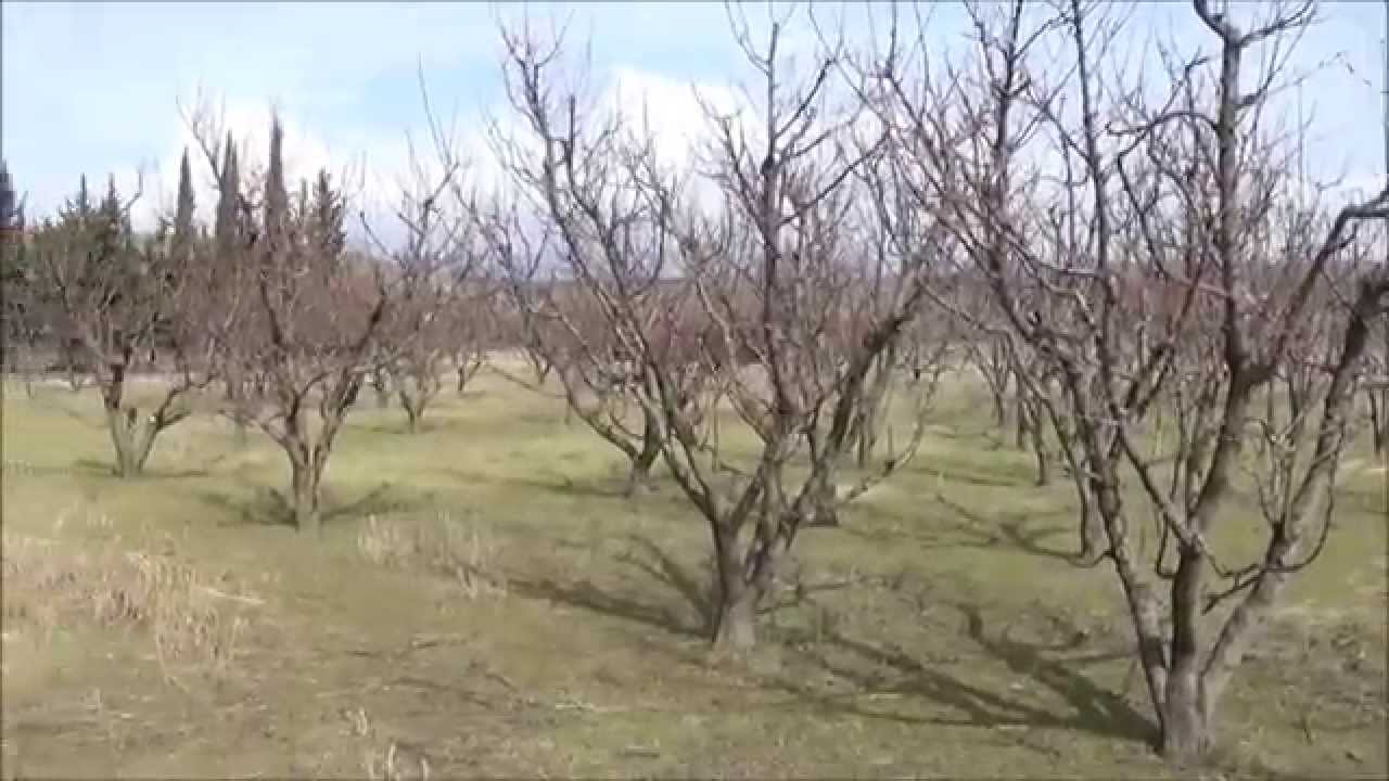 Κλάδεμα ενήλικου δένδρου βερικοκιάς (σύστημα διαμόρφωσης: ελεύθερο κύπελλο)
