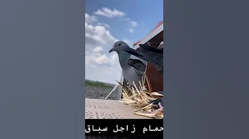 ده الحمام الزاجل الاصلي ده سباق من مسافات 