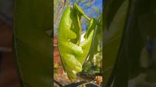 The Mysterious Oak Gall, What Is It?