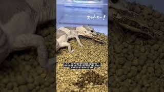 ゴーストオレオ、販売してます✨#ちょろちょろ #ニシアフ #ニシアフトカゲモドキ #fattailgecko