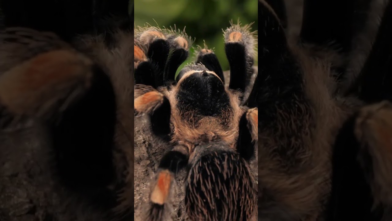 Black and orange tarantula walking